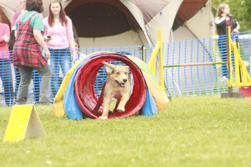 Unser erstes Agility Turnier in Thale/Harz