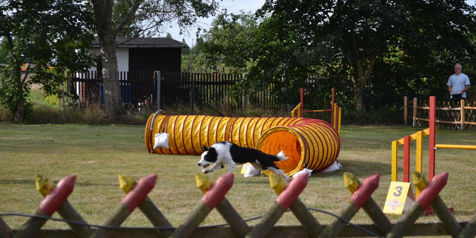 bei den britischen Hütehunden in Gotha