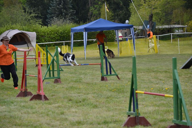 Agility Turnier in Thale 30.4./1.5.