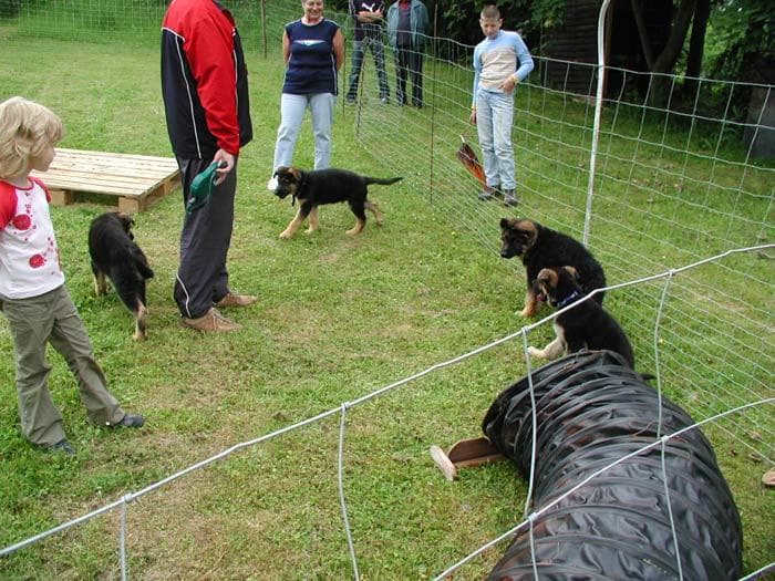 Mehrere junge Hunde erkunden gemeinsam den abgesperrten Trainingsbereich