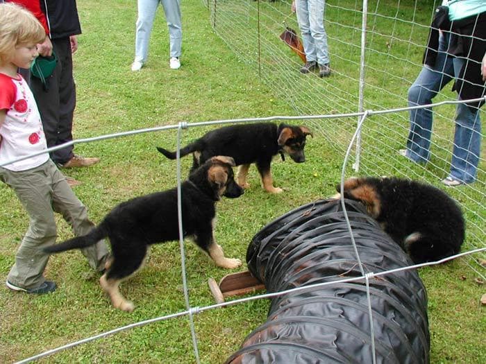 Drei Welpen beobachten neugierig den Tunnel und das Geschehen auf dem Platz