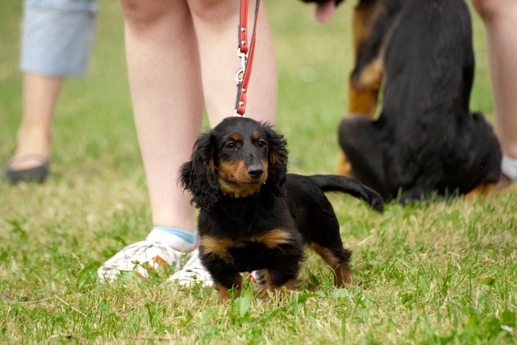 Archivbild: Dorffest 2009, Bild 04