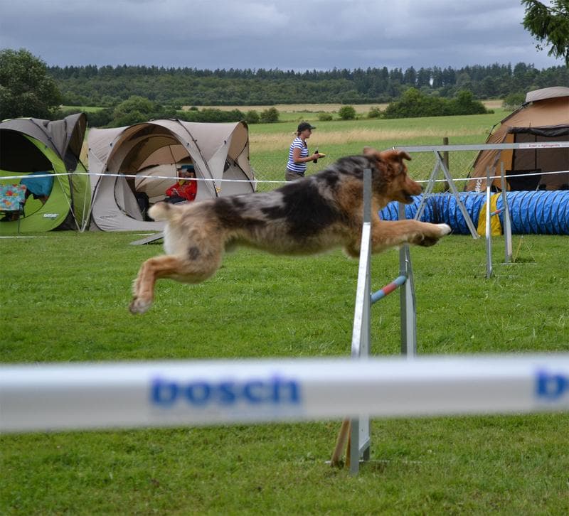 Nordhessisches Agility Winter Cup 2016