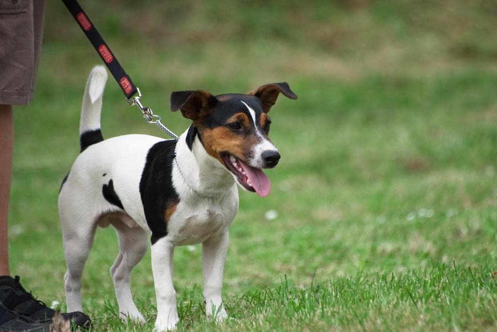 Archivbild: Dorffest 2009, Bild 07